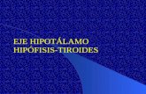 Eje hipotálamo hipófisis tiroides1
