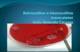 Retrocultivo o hemocultivo transcateter