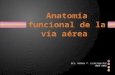 Anatomía funcional de la vía aérea.torre