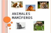 Animales mamíferos