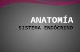 Anatomía sistema endocrino