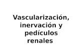 Riñón : vascularizacion, inervación y linfático