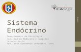Histología - Sistema Endócrino