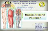 Region femoral posterior