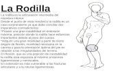 Anatomia: Rodilla - Pierna - Pie