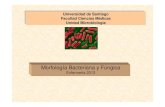 3 morfologia bacteriana y_fungica_2013