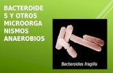 Bacteroides y otros microorganismos anaerobios