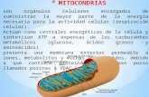 Mitocondrias y vacuola