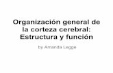Organización General de la Corteza Cerebral - Estructura y Función