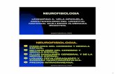 Neurofisiologia Anestesica Hospital Nacional Guillermo Almenara Irigoyen