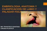 Embriologia, anatomia y clasificacion de labio y