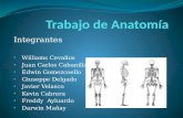 posiciones anatomicas y osteologia