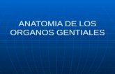 anatomia del aparato genital femenino