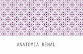 Anatomia y fisiologia renal