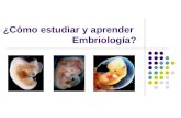 Como estudiar embriologia