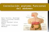 Correlacion anatomo funcional del abdomen