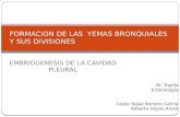 Formacion de las  yemas bronquiales y sus divisiones