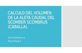 CALCULO DEL VOLUMEN DE LA ALETA CAUDAL DEL SCOMBER SCOMBRUS (CABALLA).