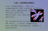 Los cromosomas