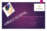 Lobulo occipital-exposicion
