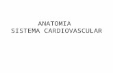 Anatomia cardiovascular