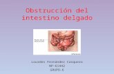 Obstrucción del intestino delgado