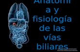 Anatomía y fisiología de las vías biliares