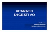 Histología de Aparato digestivo: Glándulas