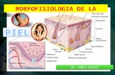 morfofisiologia de piel _ Heridas y suturas