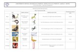 Resumo do bico e patas das aves