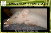 Evidencia y manejo de cerdo2