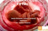 Desarrollo fetal   unab