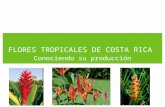 Flores tropicales de Costa Rica, conociendo su producción