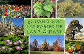 Plantas. sus partes pdf