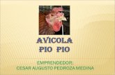 Avicola Pio Pio