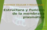 Estructura y función de la membrana plasmática