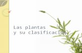 Las plantas y su clasificación