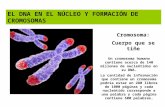 Clase 9 cromosomas_y_cariotipo