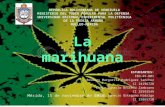 Diapositivas de la marihuana