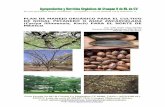 51826175 plan-de-manejo-organico-para-el-cultivo-del-nogal-pecanero