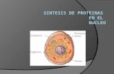Sintesis de proteinas en el nucleo tati