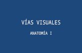 Anato i   vías visuales y correlaciones clínicas - lmcr