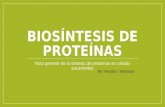 Biosíntesis de proteínas