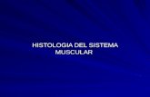 Histologia muscular1