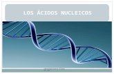 Los ácidos nucleicos