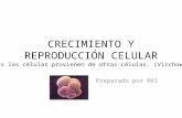 Crecimiento y reproducción celular