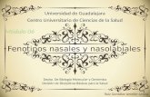 Fenotipos Nasales y Nasolabiales con Correlación Clínica