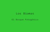 Los biomas