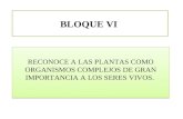 Bloque VI  Bio. II