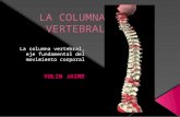 La columna vertebral biomecanica expocion de mañana yolin rosa